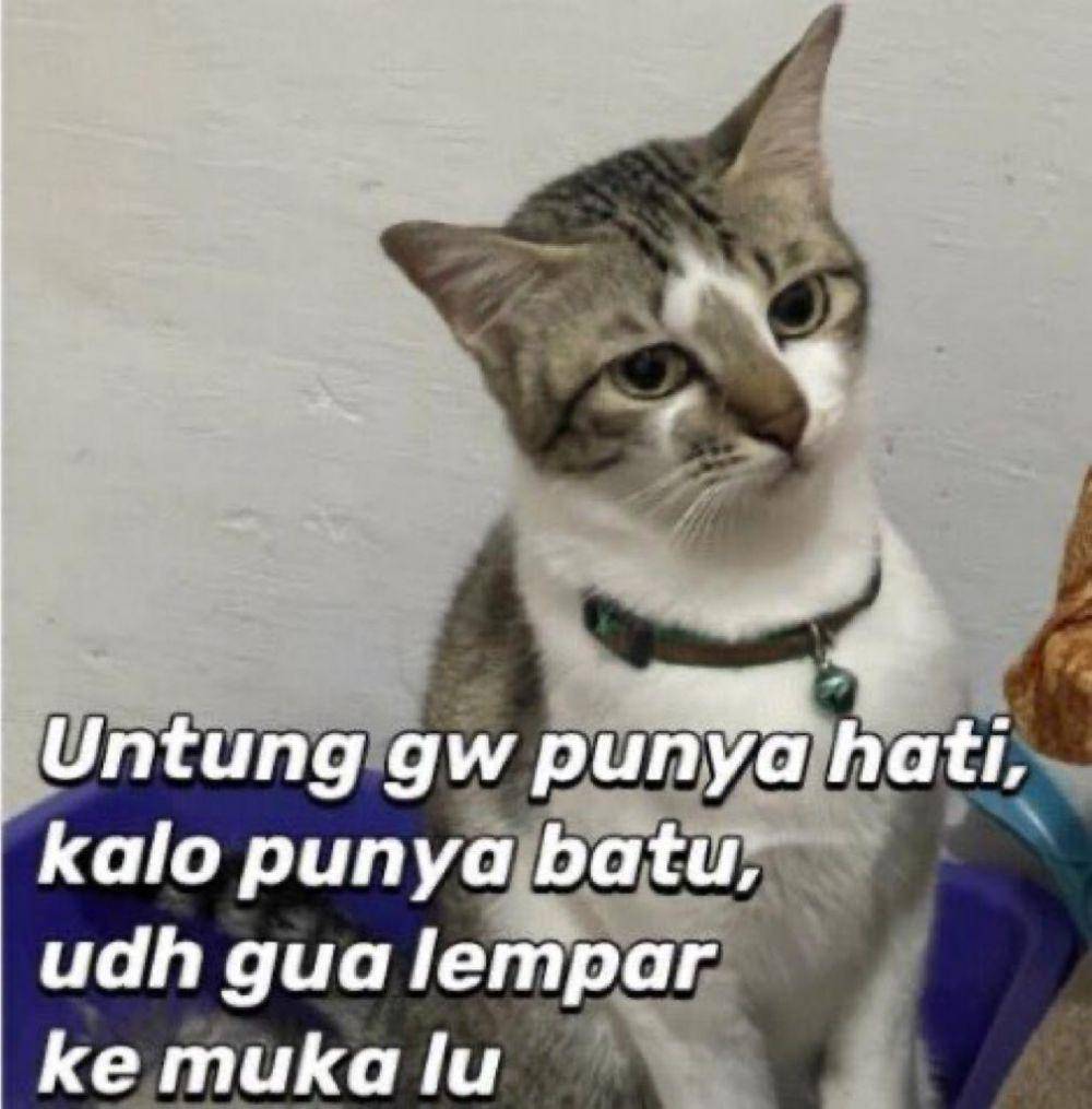 Meme Kucing Marah (twitter.com/pentimg)