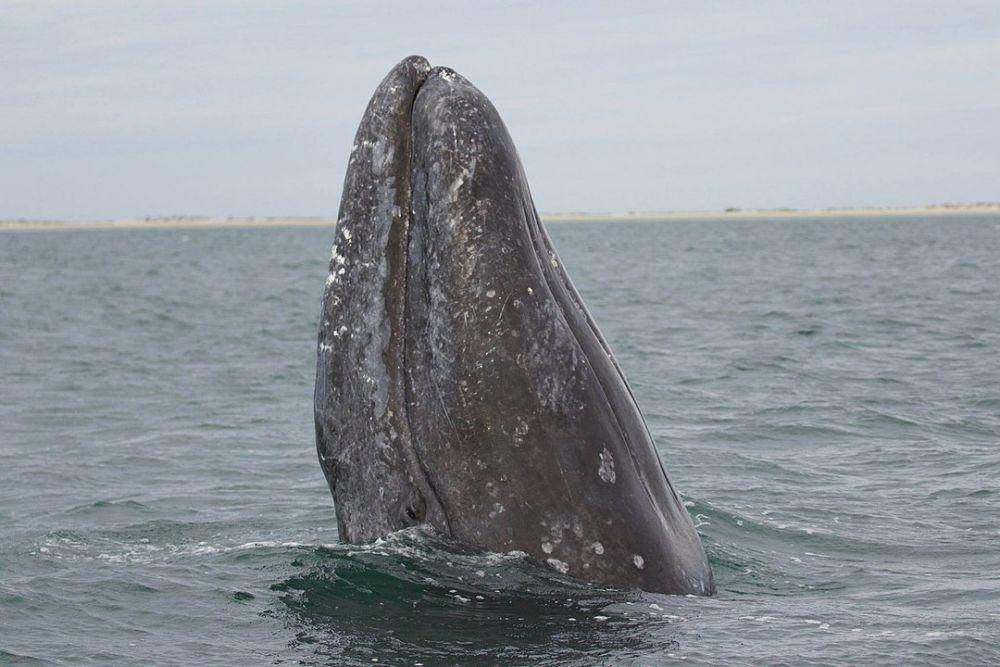 ilustrasi paus kelabu (wikimedia.org/Marc Webber)