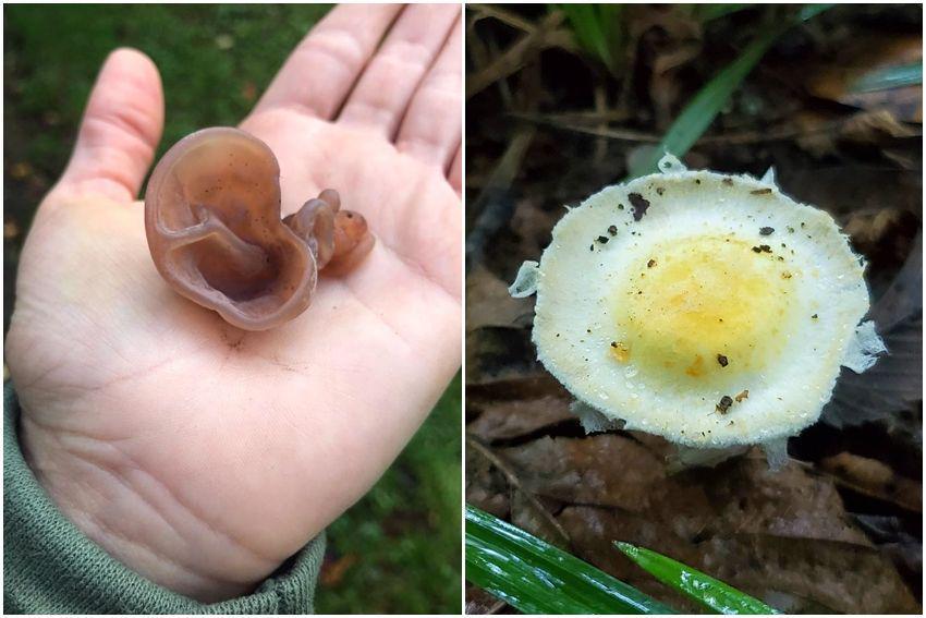 10 Potret Jamur Unik yang Pernah Orang-orang Temukan, Bentuknya Gokil!