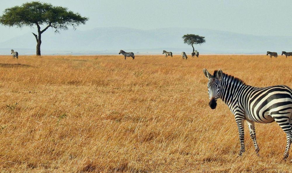 5 Tips Aman Traveling ke Afrika, Tetap Menyenangkan!