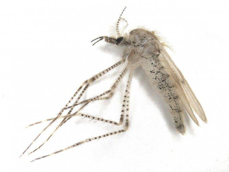 ilustrasi phantom midge (commons.wikimedia.org)