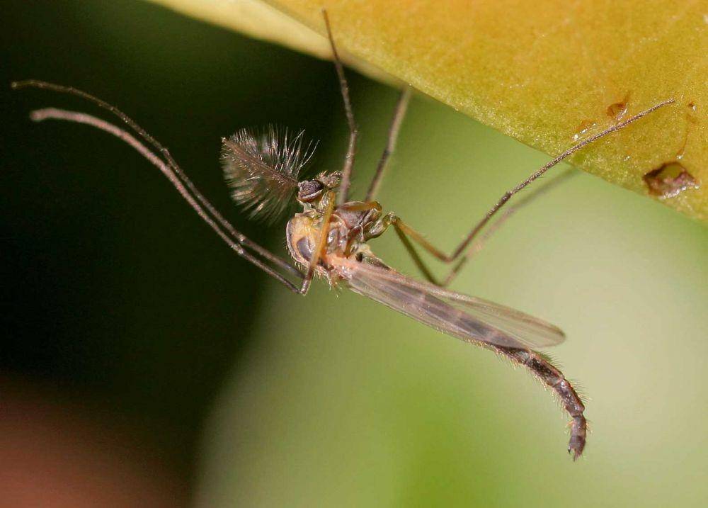 ilustrasi chironomid midge (commons.wikimedia.org)