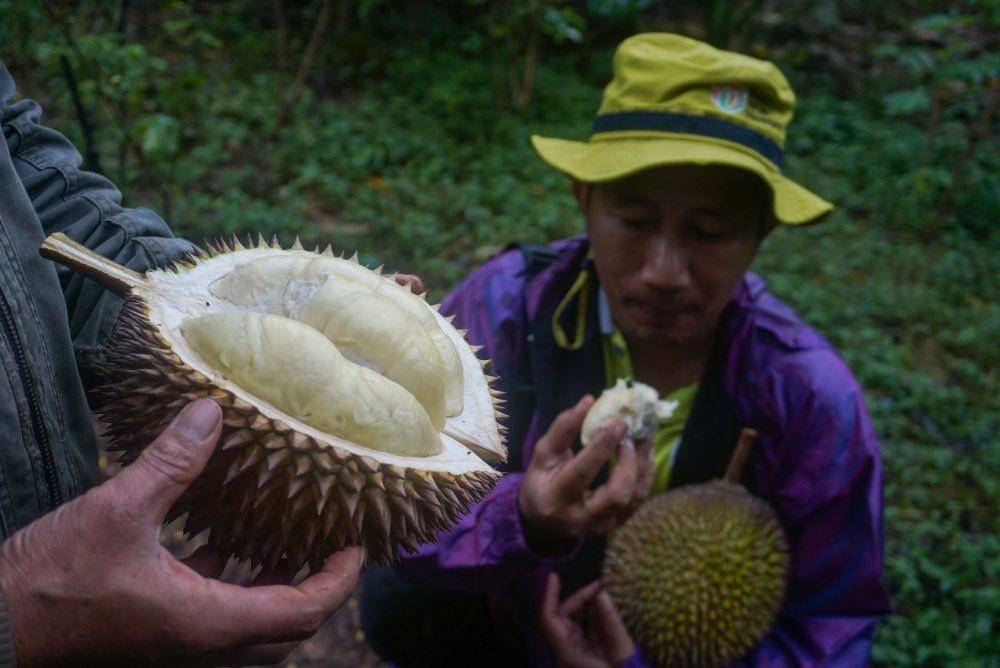 Ketua Komunitas Batang Agro Kreatif Tri Yanuar Hadiprasetya (kanan) mencoba durian jenis milky usai mendampingi petani memanen durian dari pohon di Desa Sigayam, Kecamatan Bandar, Kabupaten Batang, Jawa Tengah, Sabtu (11/2/2023). ANTARA FOTO/Harviyan Perdana Putra/tom