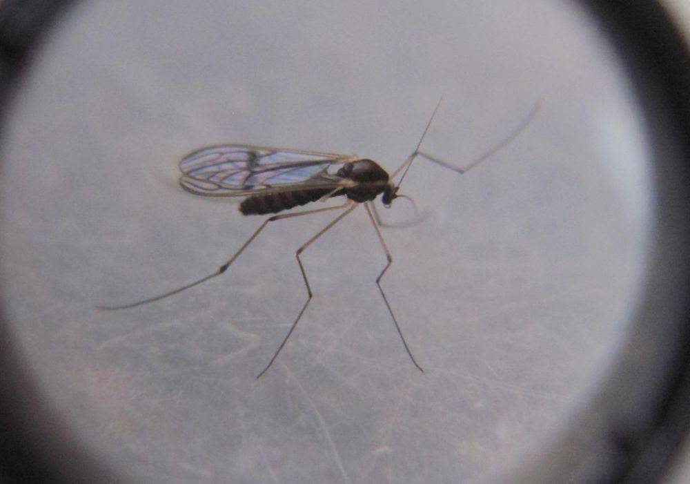 ilustrasi dixid midge (inaturalist.org)