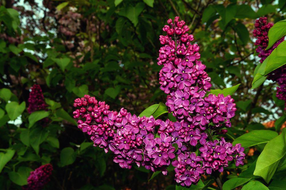 11 Fakta Lilac, Bunga yang Bermanfaat Bagi Manusia dan Serangga
