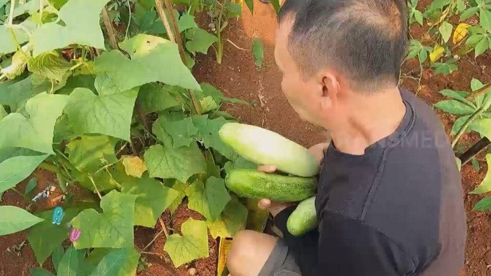 Ayah Ojak berkebun (YouTube.com/ TRANS7 OFFICIAL)