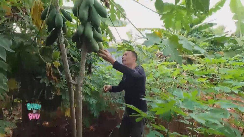 Ayah Ojak berkebun (YouTube.com/ TRANS7 OFFICIAL)