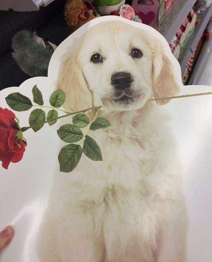 hiasan absurd di toko saat valentine (reddit.com/bowthedragon)