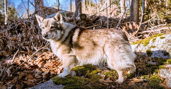 5 Spesies Anjing yang Berasal dari Swedia, Buat Peliharaan!