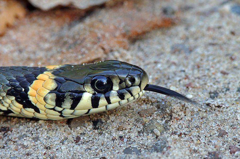 Grass snake (commons.wikimedia.org/Darius Bauzys)