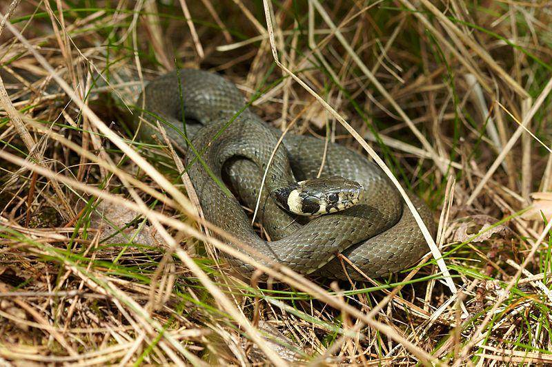 Grass snake (commons.wikimedia.org/Vit Krsul)