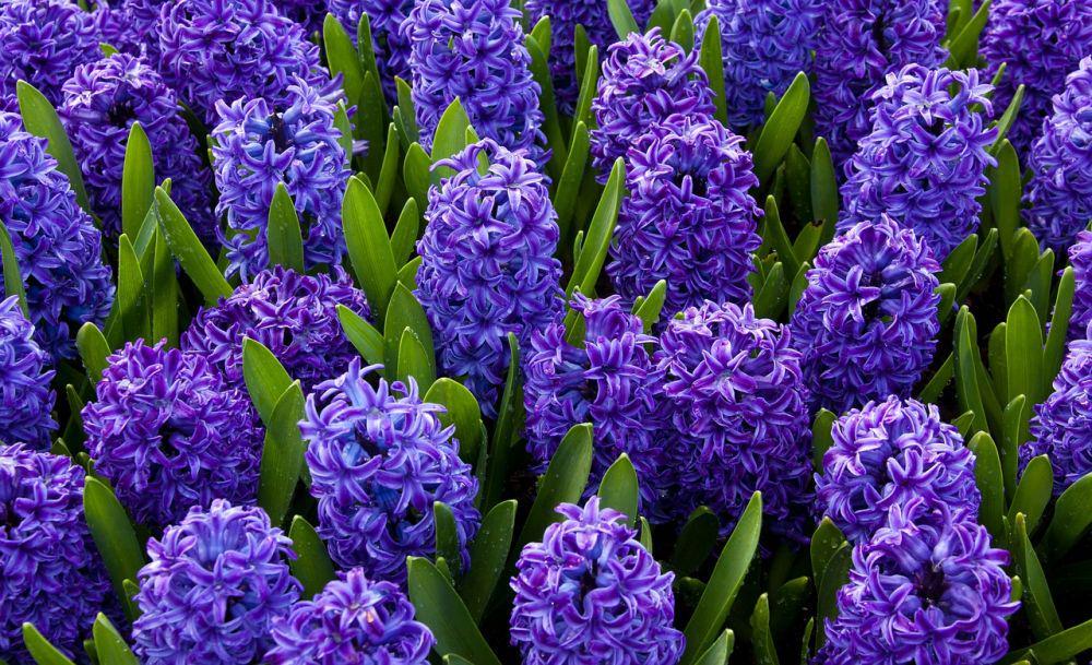 9 Fakta Bunga Hyacinth, Namanya Terinspirasi dari Kisah Dewa