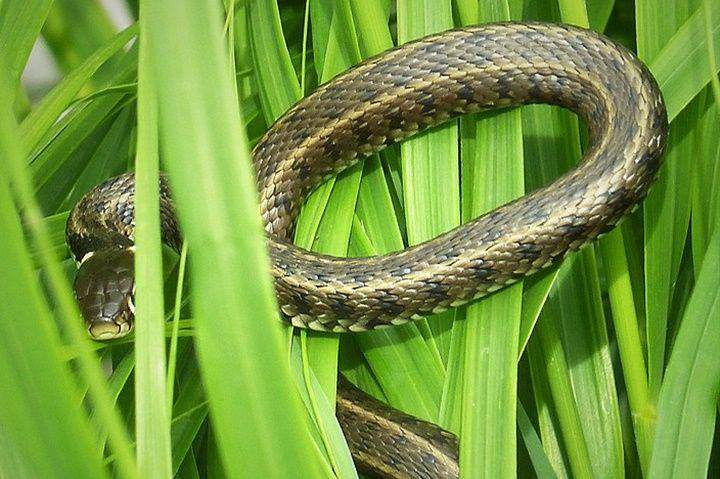 Grass snake (commons.wikimedia.org/Gailhampshire)