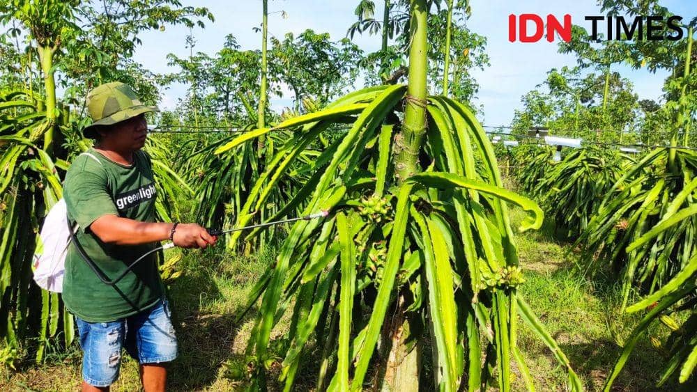 Nestapa Petani Buah Naga di Banyuwangi, Harga Terus Anjlok
