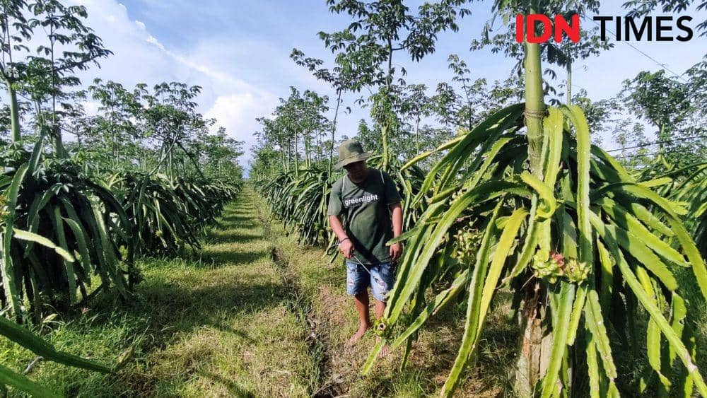 Kebun buah naga di Banyuwangi. (FOTO: IDN Times/ Agung Sedana)