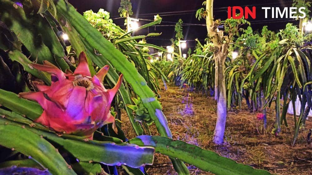 Kebun buah naga dengan rekayasa genetika di Banyuwangi. (FOTO: IDN Times/ Agung Sedana)