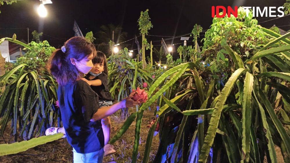 Kebun buah naga di Banyuwangi. (FOTO: IDN Times/ Agung Sedana)