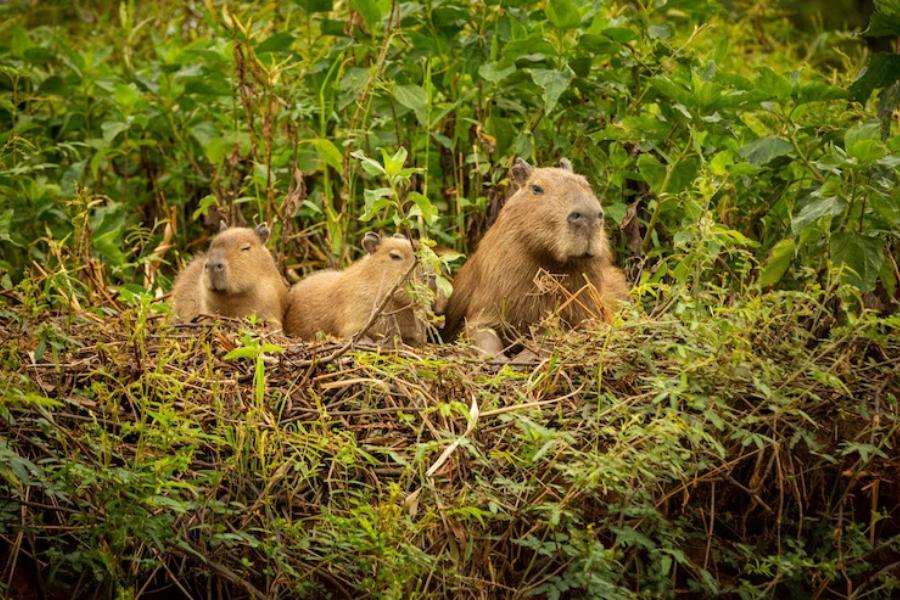4 Kebun Binatang yang Ada Capybara, Yuk Ketemu Masbro!