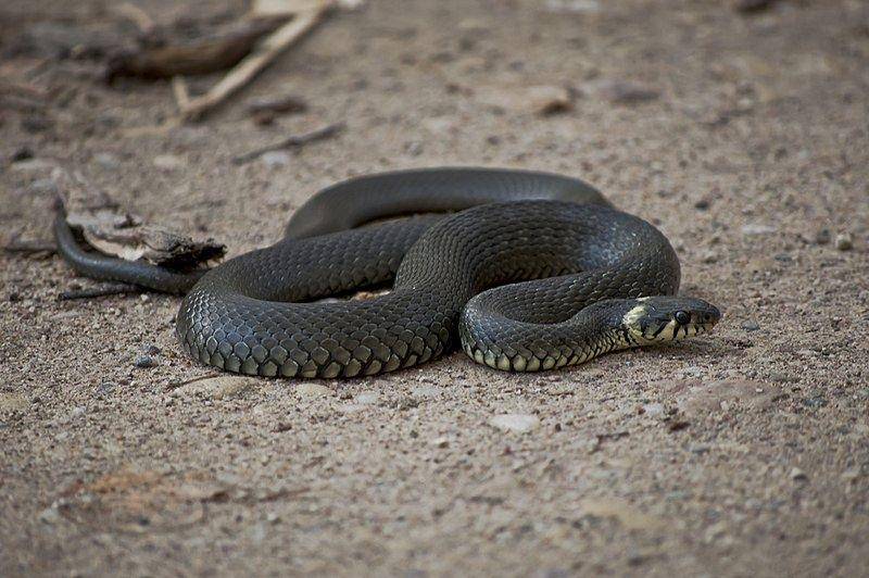 Grass snake (commons.wikimedia.org/Kristian Pikner)