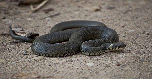 Grass snake (commons.wikimedia.org/Kristian Pikner)