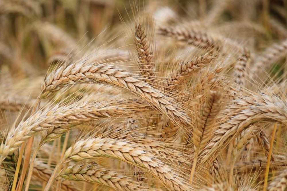 10 Fakta Gandum, Sumber Utama Protein Nabati
