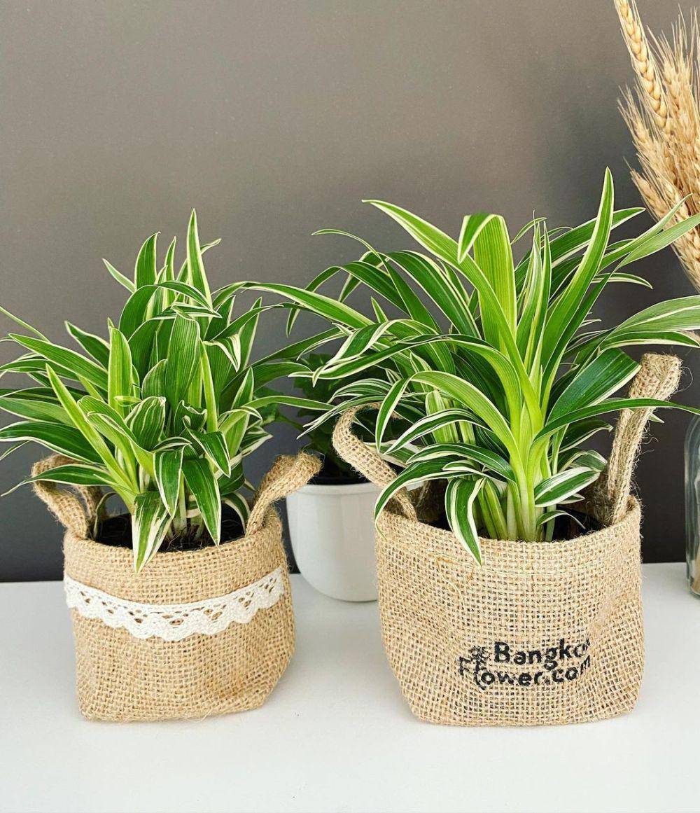 spider plant (instagram.com/riniagustina1712)