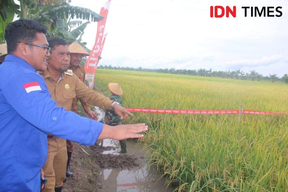 Bupati PPU Hamdam menijau tanaman padi siap panen milik anggota  kelompok Tani Subur Desa Sebakung Jaya, Kecamatan Babulu (IDN Times/Ervan)