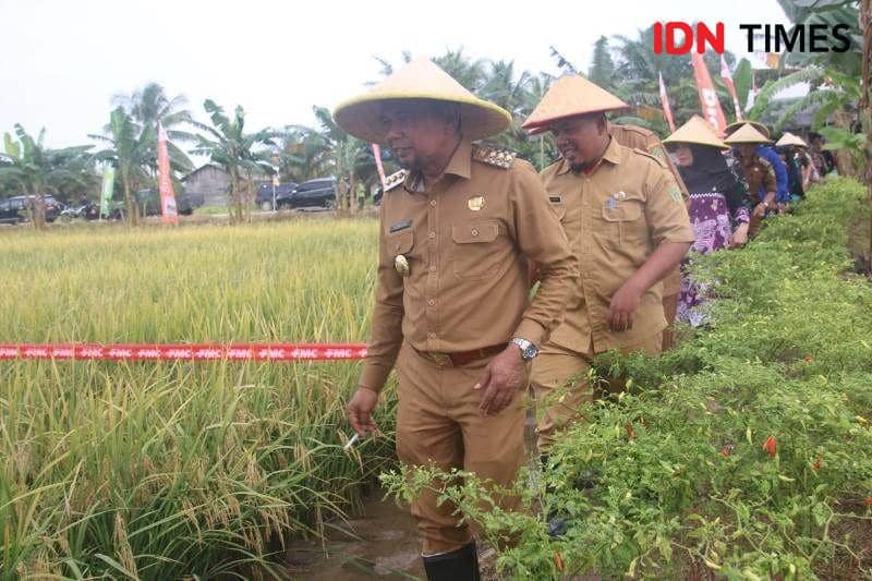 Bupati PPU Hamdam meninjau tanaman padi siap panen milik anggota  kelompok Tani Subur Desa Sebakung Jaya, Kecamatan Babulu (IDN Times/Ervan)