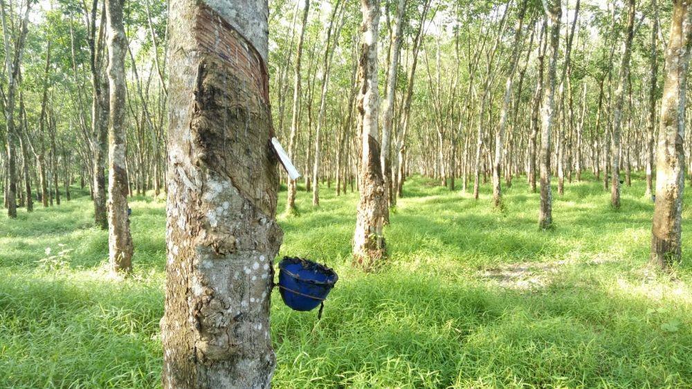 Pemprov Kaltim Ajak Perkebunan Waspada Ancaman Karhutla