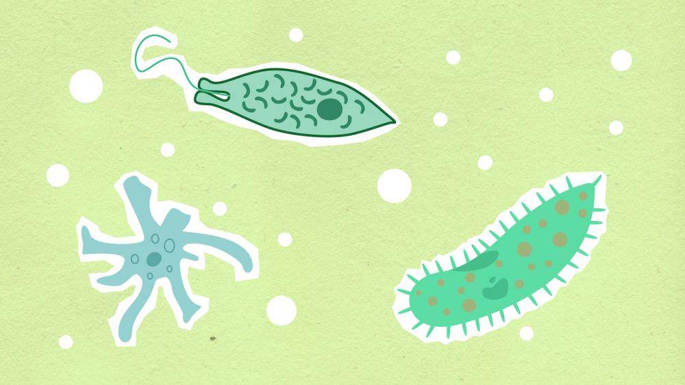 ilustrasi bakteri (pexels.com/Monstera)