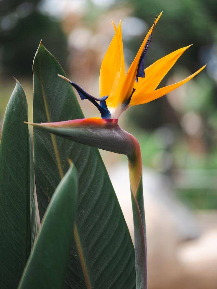 ilustrasi tanaman bird of paradise (unsplash.com/Caleb Kim)
