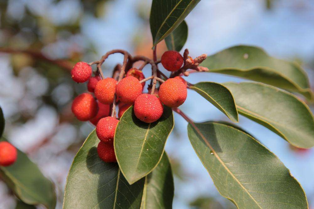 ilustrasi buah-buahan hutan (pixabay.com/begonvilliev)