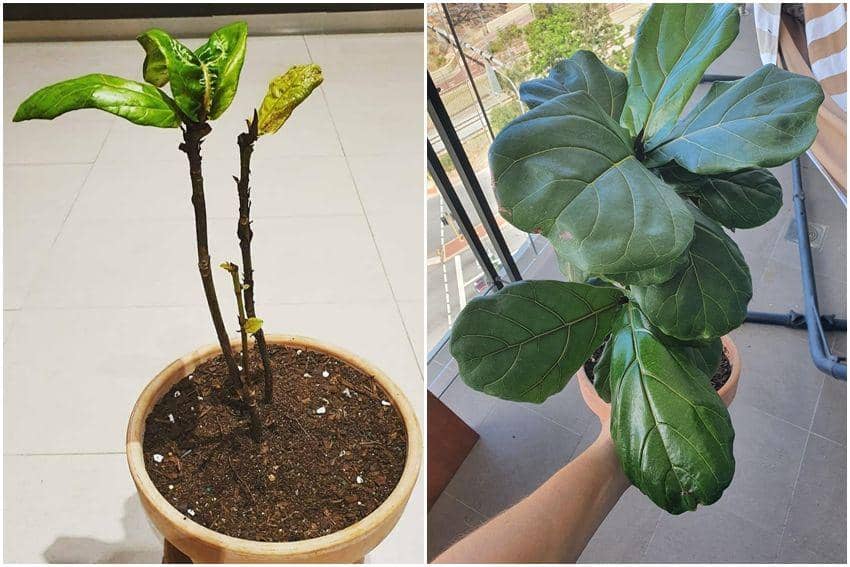 potret tanaman yang diadopsi (reddit.com/user/jennabenna11)