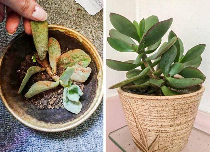 potret tanaman yang diadopsi (reddit.com/user/iamlolly420)
