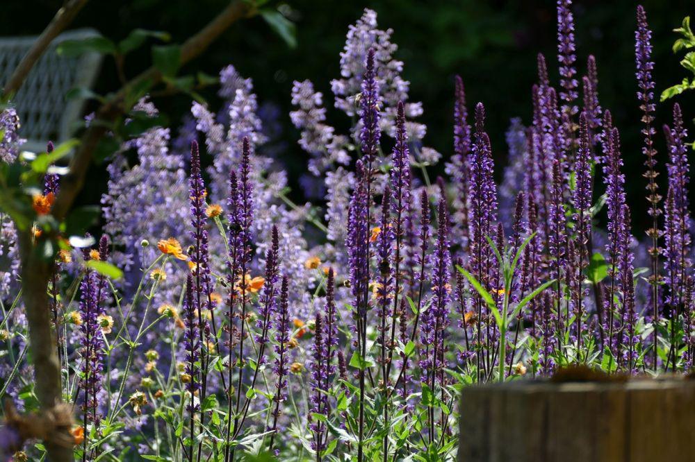 10 Fakta Catnip, Tanaman yang Buat Kucing Mabuk