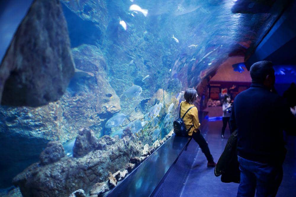 10 Wisata Akuarium di Indonesia, Ada yang Terbesar di Asia