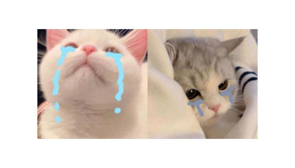 10 Meme Kucing Nangis tetapi Imut, Siap Wakili Kesedihanmu