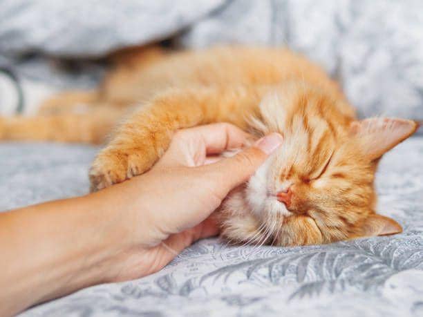 ilustrasi seekor kucing manja dengan pemiliknya (istockphoto.com/Konstantin Aksenov)