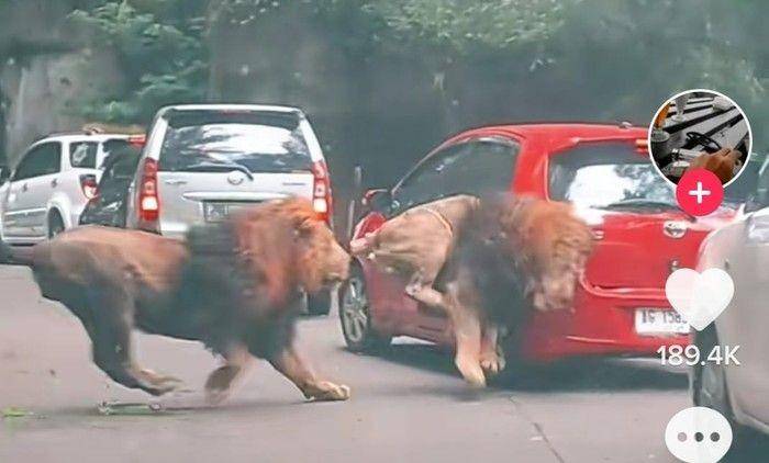 Toyota Yaris tertabrak dua singa di Taman Safari II Jatim (Tiktok/@youkopi107)