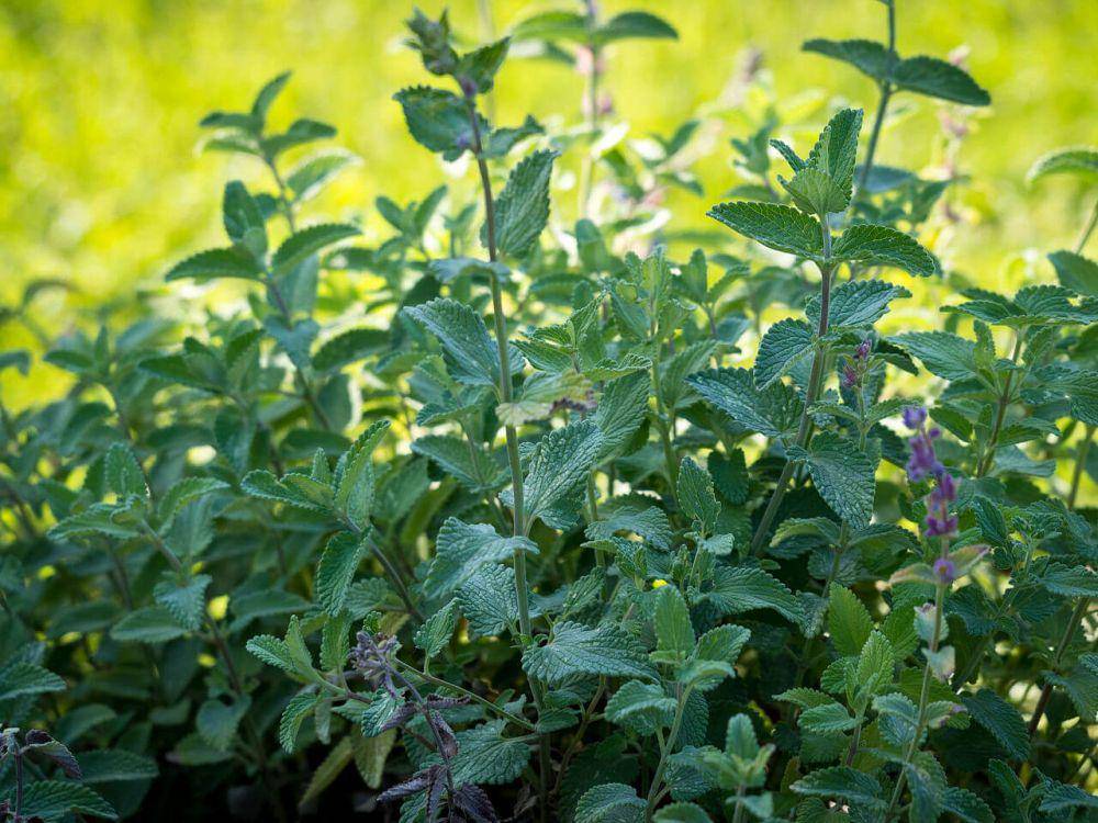 ilustrasi tanaman catnip (commons.wikimedia.org/Plenuska)