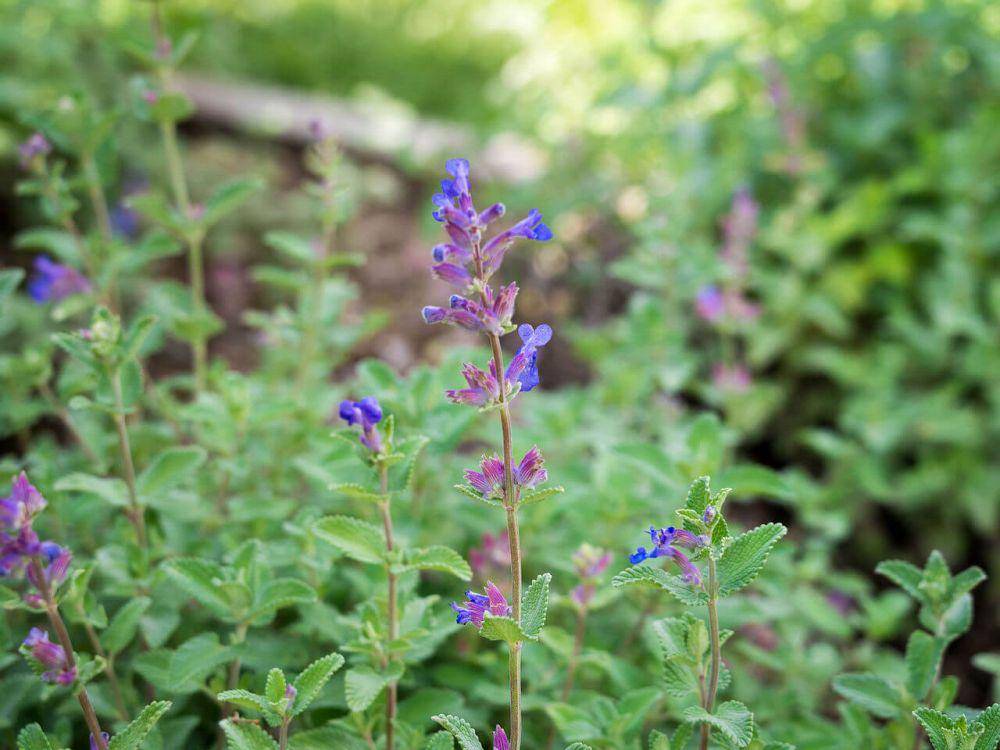 ilustrasi tanaman catnip (commons.wikimedia.org/Plenuska)