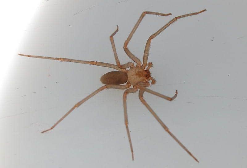 Brown recluse spider (commons.wikimedia.org/Mattb)