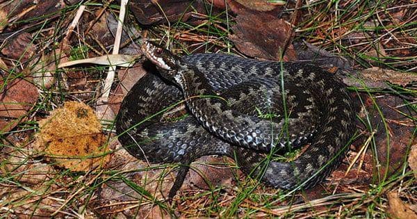 5 Hewan Berbahaya yang Terdapat di Bulgaria, Jangan Lengah!
