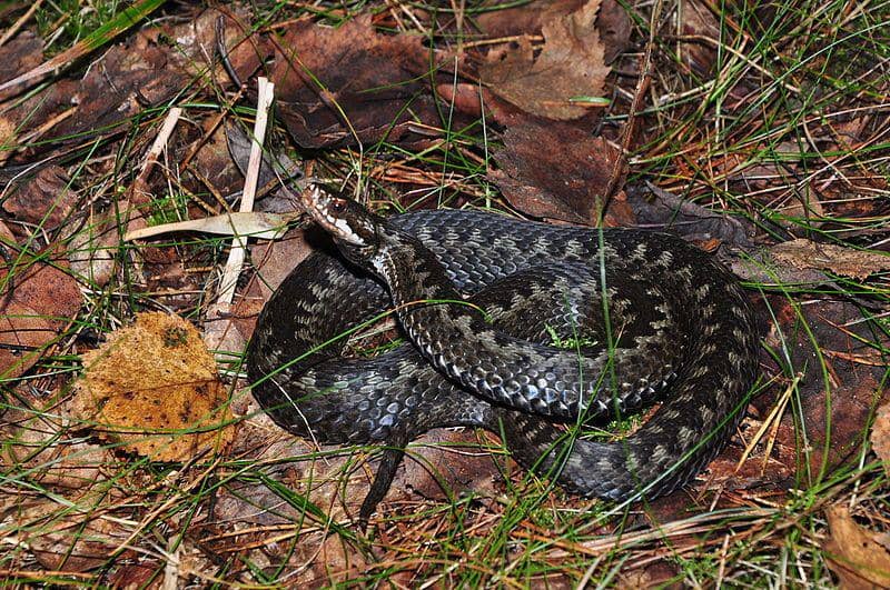 Common european adder (commons.wikimedia.org/Pavel Kirillov)