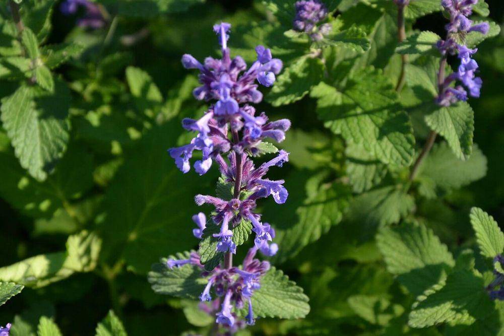 tanaman catnip (commons.wikimedia.org/Joanna Boise)