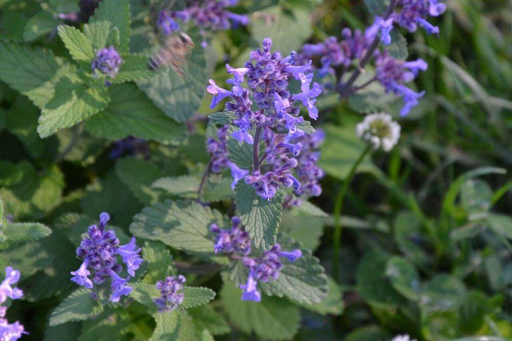 ilustrasi tanaman catnip (commons.wikimedia.org/Joanna Boise)