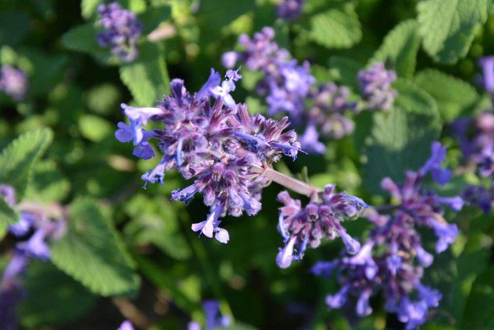 ilustrasi tanaman catnip (commons.wikimedia.org/Joanna Boise)
