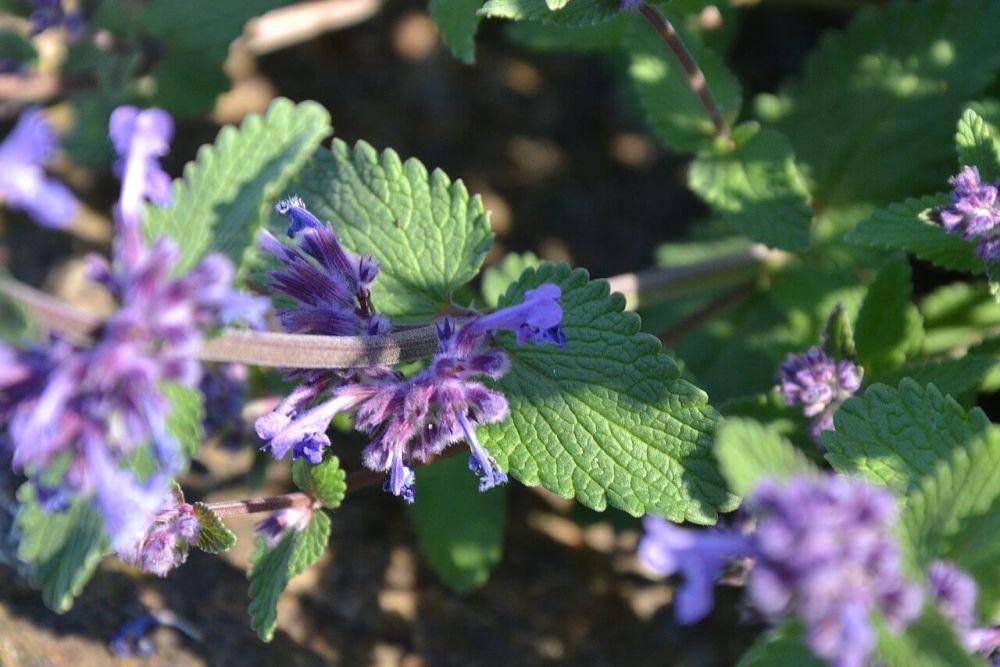 ilustrasi tanaman catnip (commons.wikimedia.org/Joanna Boise)