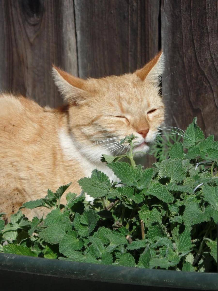ilustrasi tanaman catnip (pixabay.com/CatCrazy)