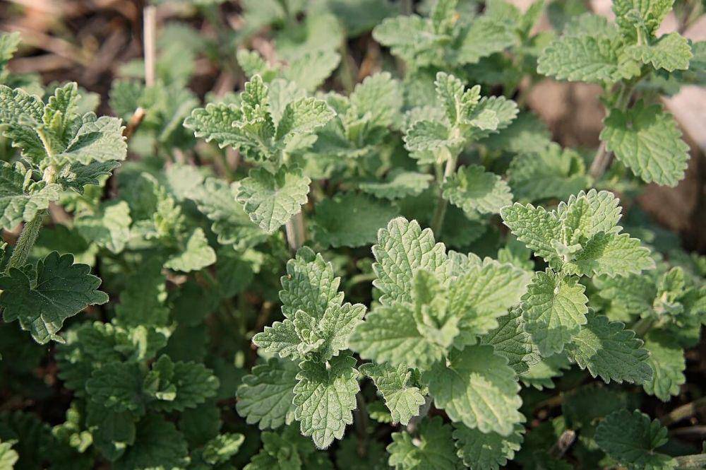 ilustrasi tanaman catnip (pixabay.com/sandi)